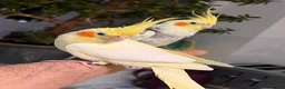 Cockatiels birds for sale: Cocktails for sale - Advert 10