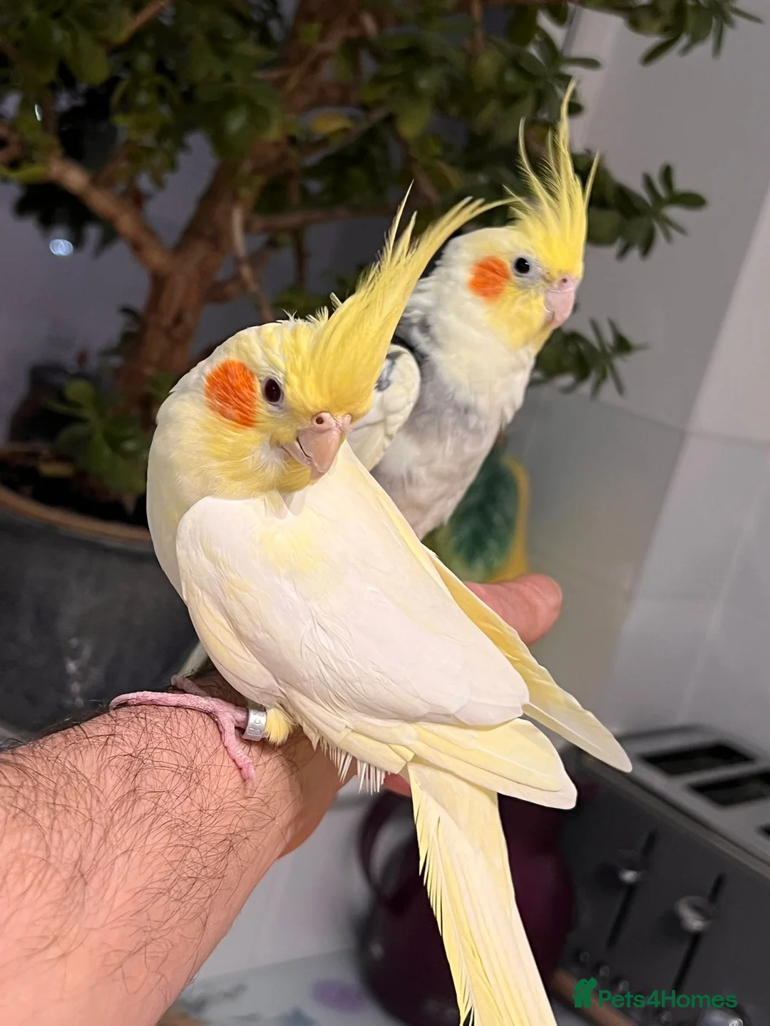 Cockatiels birds for sale: Cocktails for sale - Advert 10