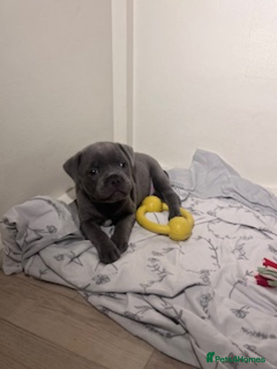 Staffordshire Bull Terrier dogs for sale: 2 Beautiful Male Blue Staffy Puppies - Advert 22