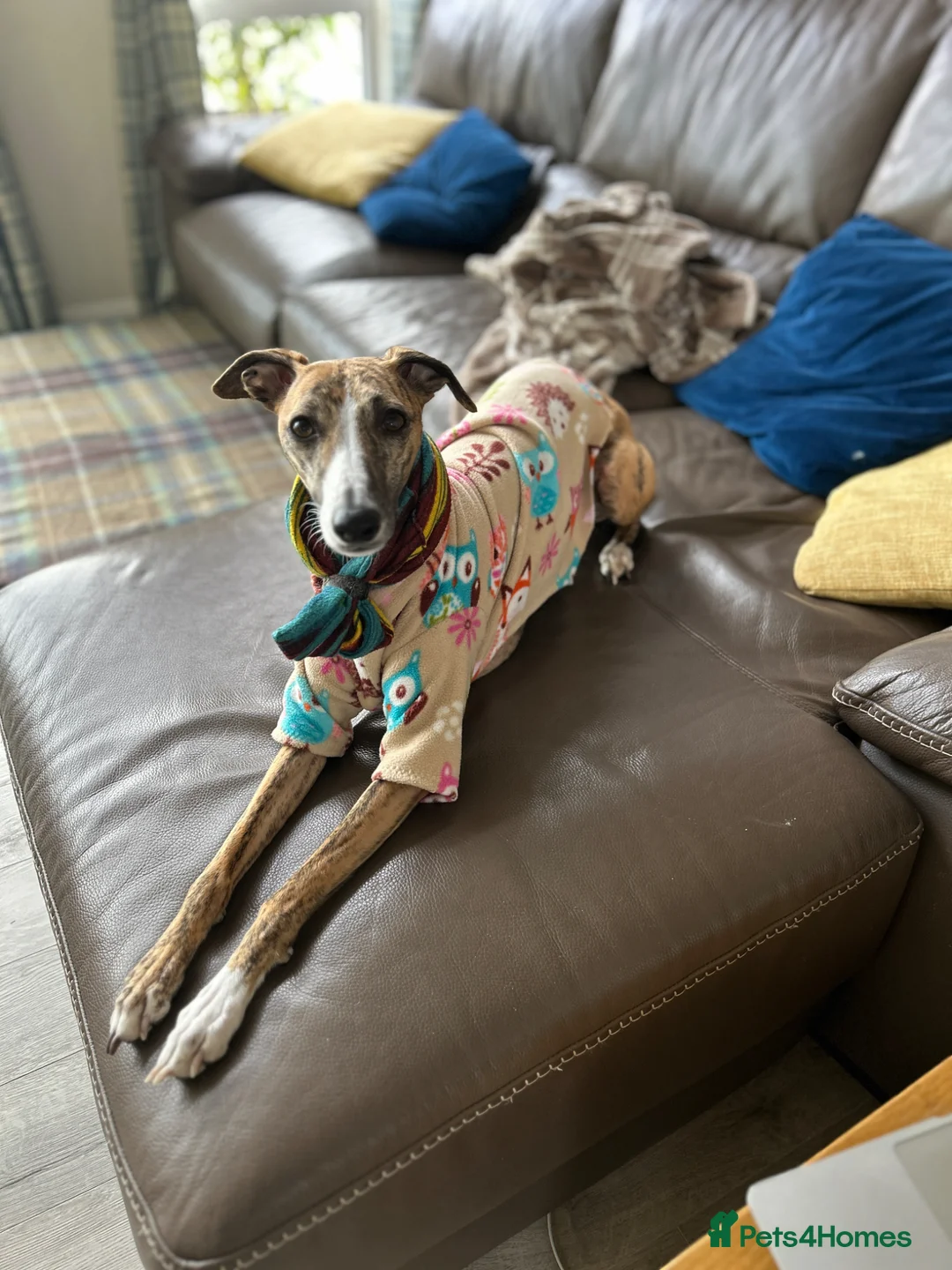Whippet dogs for sale: Mica - 3yr old Whippet (girl) - Advert 1
