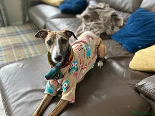 Whippet dogs Mica - 3yr old Whippet (girl) - Advert 3