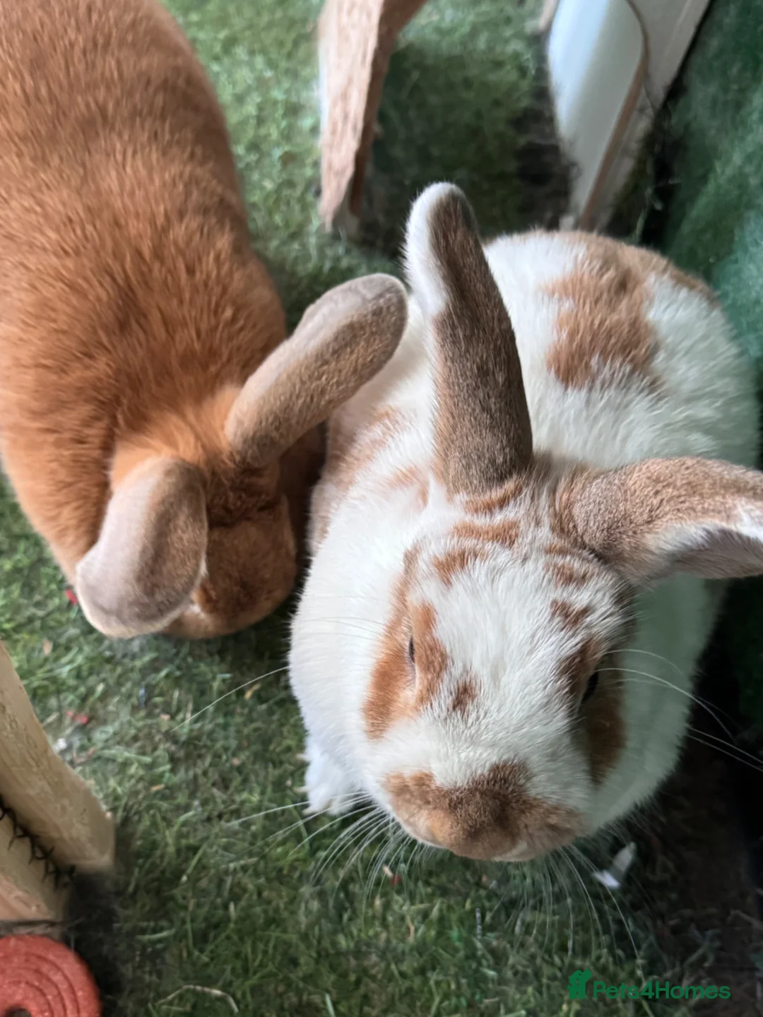 Mixed Breed rabbits for sale: David and Matilda, brother and sister bonded pair. in Weston-super-Mare - Advert 5
