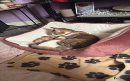 Mixed Breed cats for sale: Kittens  - Image 4