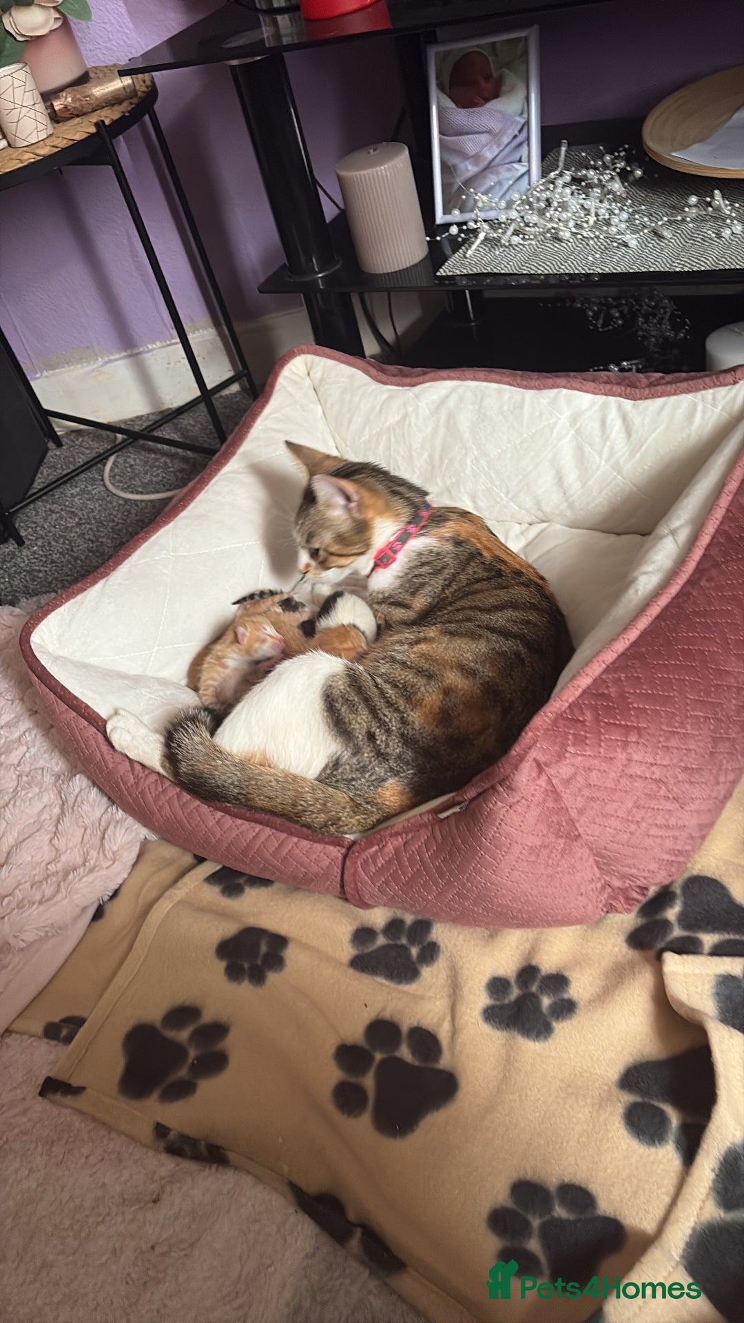 Mixed Breed cats for sale: Kittens  - Image 4