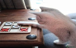 British Shorthair cats for sale: Now Ready to leave! Cute Little British Shorthair - Image 34