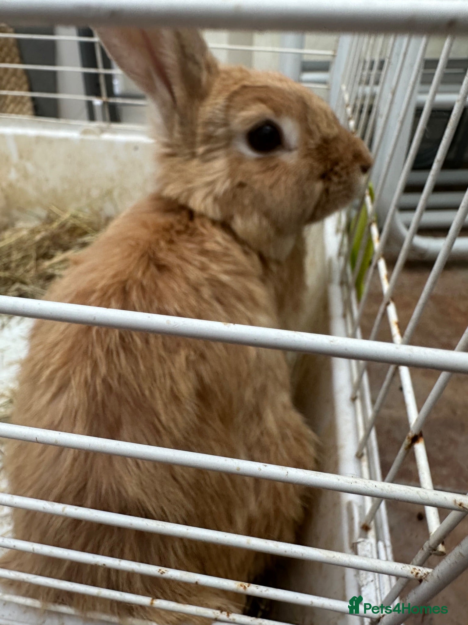 Mixed Breed rabbits Rabbit REHOMING - Advert 2