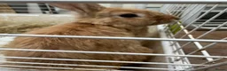 Mixed Breed rabbits for sale: Rabbit REHOMING in Burton-on-Trent - Advert 1
