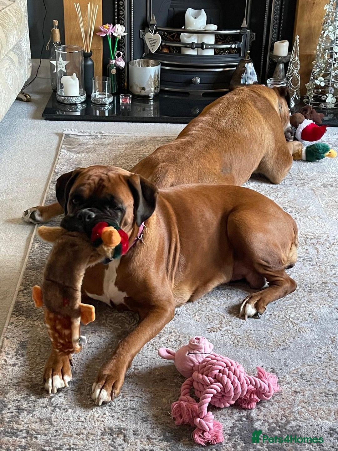 Boxer dogs for sale: Stunning KC registered bobtailed Boxer puppies - Advert 10