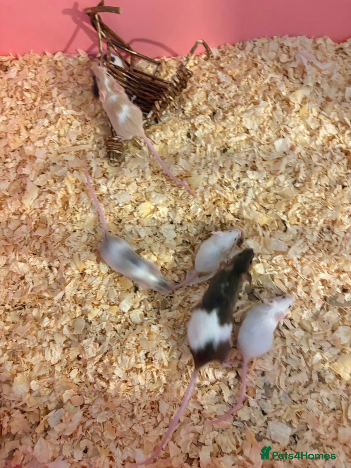 Mouse rodents Male and female fancy mice - Advert 1