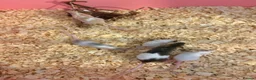 Mouse rodents for sale: Male and female fancy mice in Andover - Advert 1