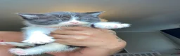 British Shorthair cats for sale: BSH kittens ready now x in Wolverhampton - Advert 6