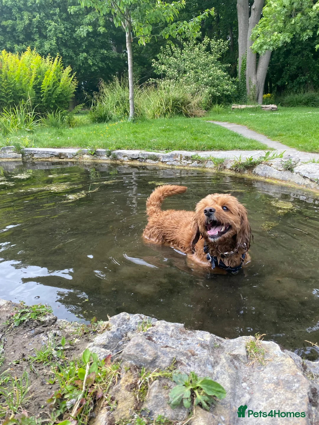 Cavapoochon dogs for stud: 🐶 STUD AD – MAX (Cavapoochon, 2 years old) in Croydon - Advert 1