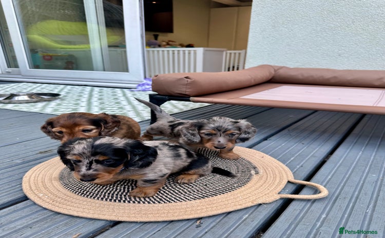 Dachshund dogs - Advert 1