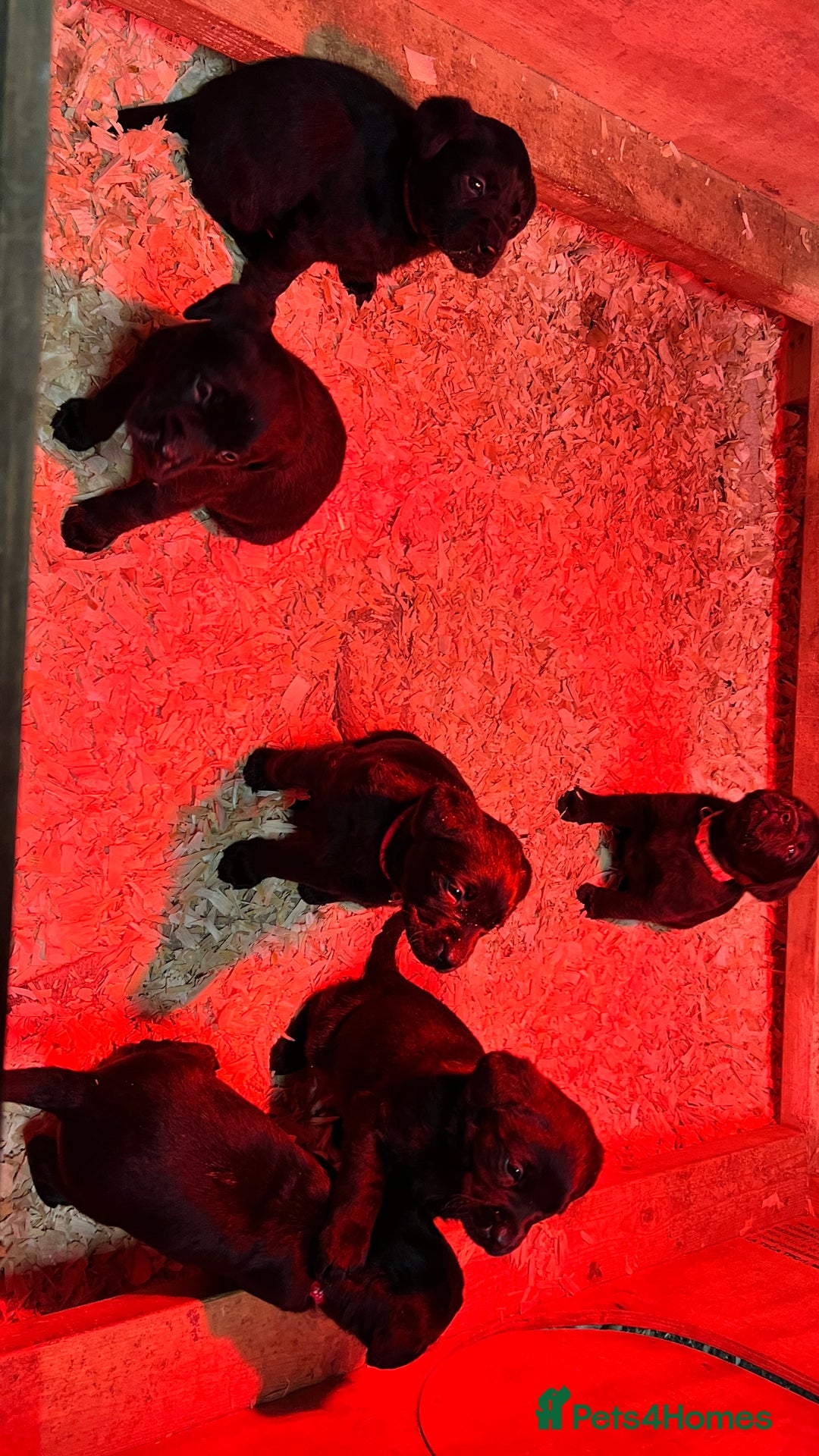 Labrador Retriever dogs for sale: KC Registered black Labrador Puppies for sale - Advert 5