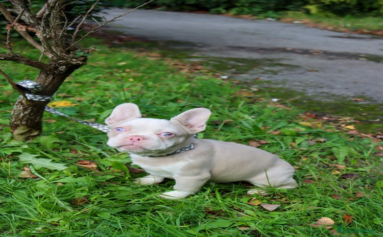 French Bulldog dogs - Advert 1