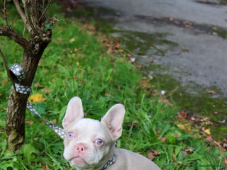 French Bulldog dogs - Advert 5