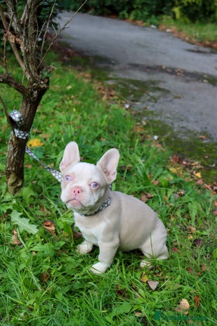 French Bulldog dogs - Advert 1