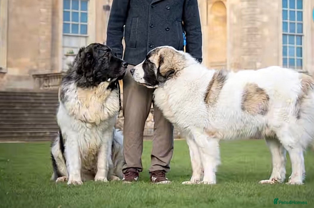 Pyrenean Mastiff dogs for sale: Incredible KC registered Pyrenean Mastiffs - Advert 3