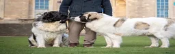 Pyrenean Mastiff dogs for sale: Incredible KC registered Pyrenean Mastiffs - Advert 1