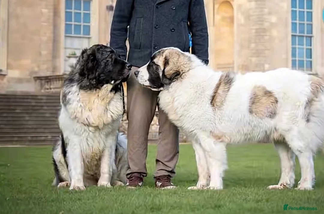 Pyrenean Mastiff dogs for sale: Incredible KC registered Pyrenean Mastiffs - Advert 1