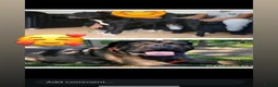 Mixed Breed dogs for sale: ACE (cane corso) for sale  - Advert 7