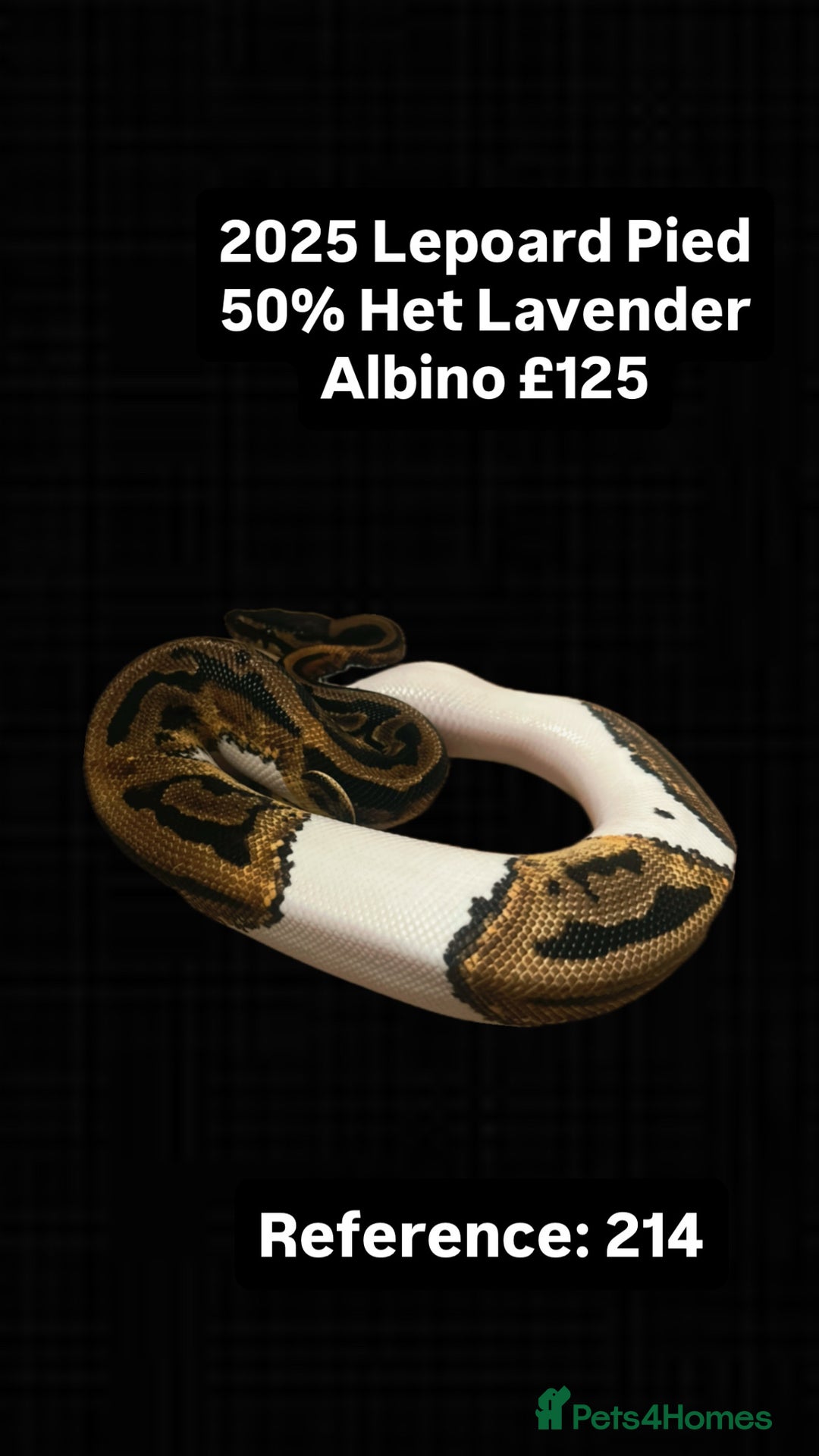 Python Snake reptiles for sale: Various 2025 Pied Ball Pythons Royal Snake - Advert 2