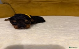 Welsh Terrier dogs for sale: Absolutely stunning top litter  - Image 9