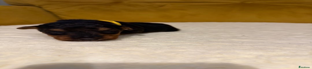 Welsh Terrier Puppy 4