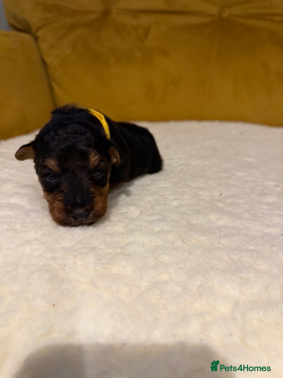 Welsh Terrier dogs for sale: Absolutely stunning top litter  - Image 9