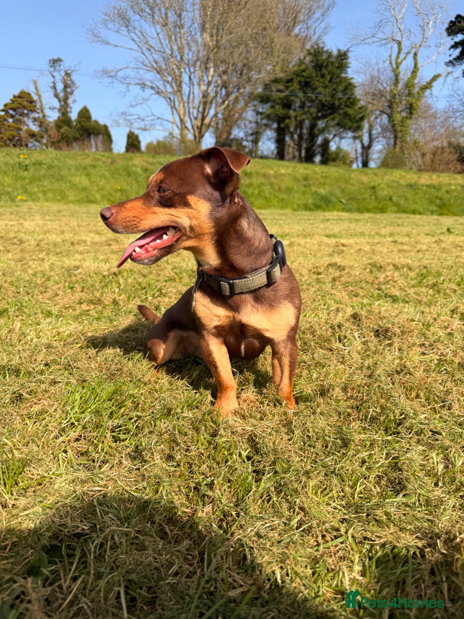 Jack Russell dogs Bruce – Handsome, Well-Tempered Stud Dog Available - Advert 5