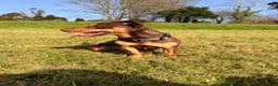 Jack Russell dogs for stud: Bruce – Handsome, Well-Tempered Stud Dog Available - Advert 1