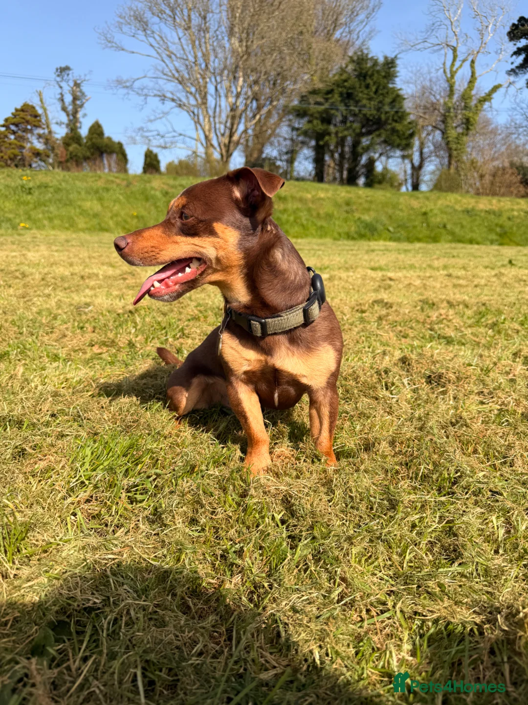Jack Russell dogs for stud: Bruce – Handsome, Well-Tempered Stud Dog Available - Advert 1