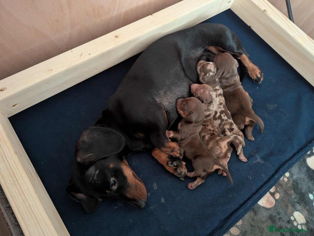 Dachshund dogs for sale: Tweenies Dachshunds 3 dogs 1 bitch - Advert 13