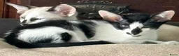 Oriental cats for sale: GCCF registered Oriental kittens  - Advert 9