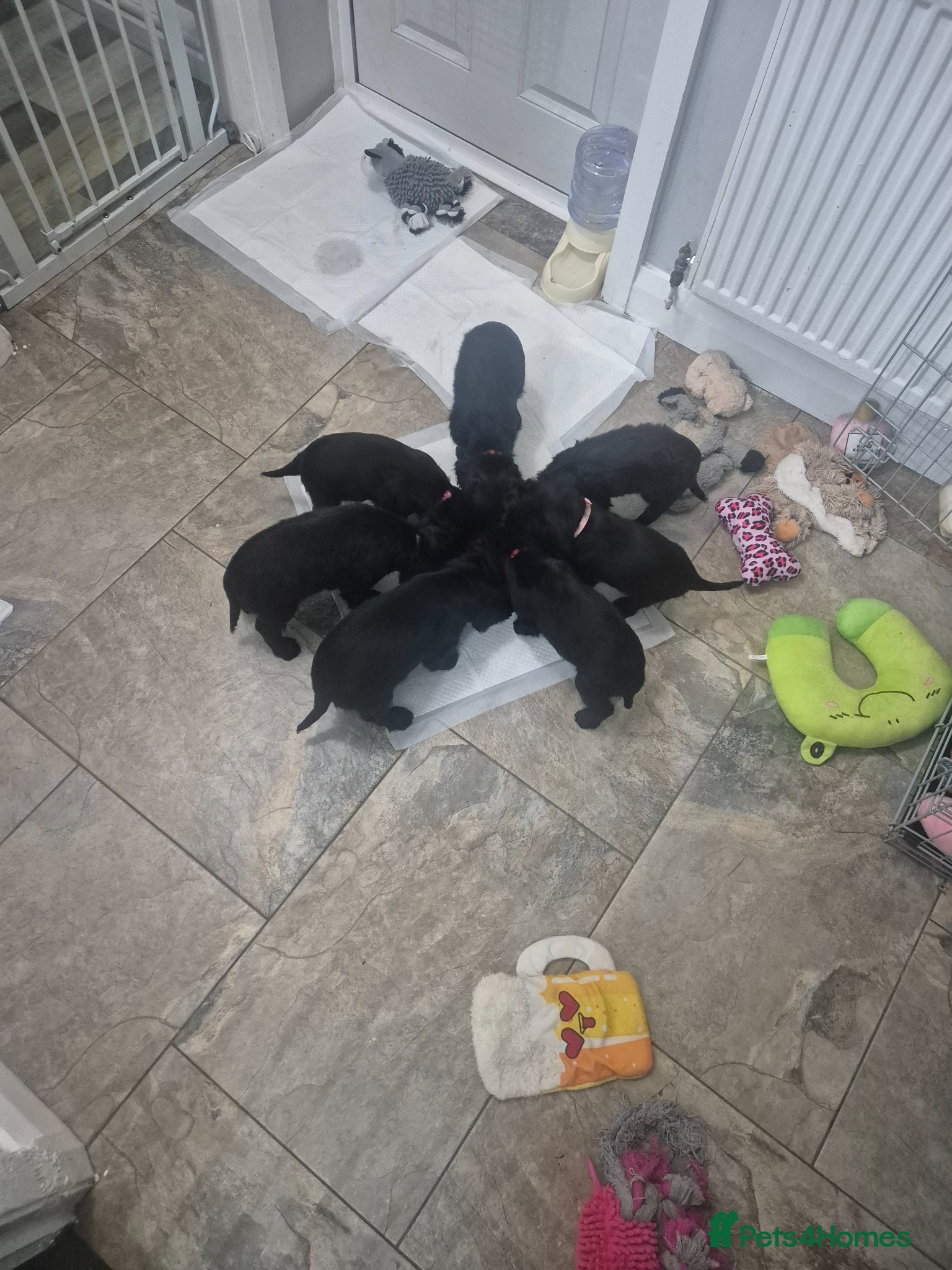 Cocker Spaniel dogs Working cocker pups  - Advert 1