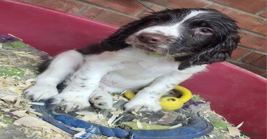 English Springer Spaniel dogs Cracking springer spaniel puppies  - Advert 2