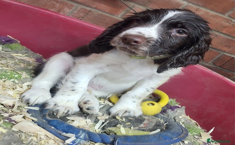 English Springer Spaniel dogs Cracking springer spaniel puppies  - Advert 15