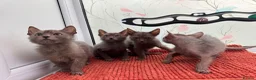 Lykoi cats for sale: Unique Lykoi kittens  - Advert 5