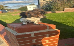 Mixed Breed dogs for sale: Cockerjack  - Image 2