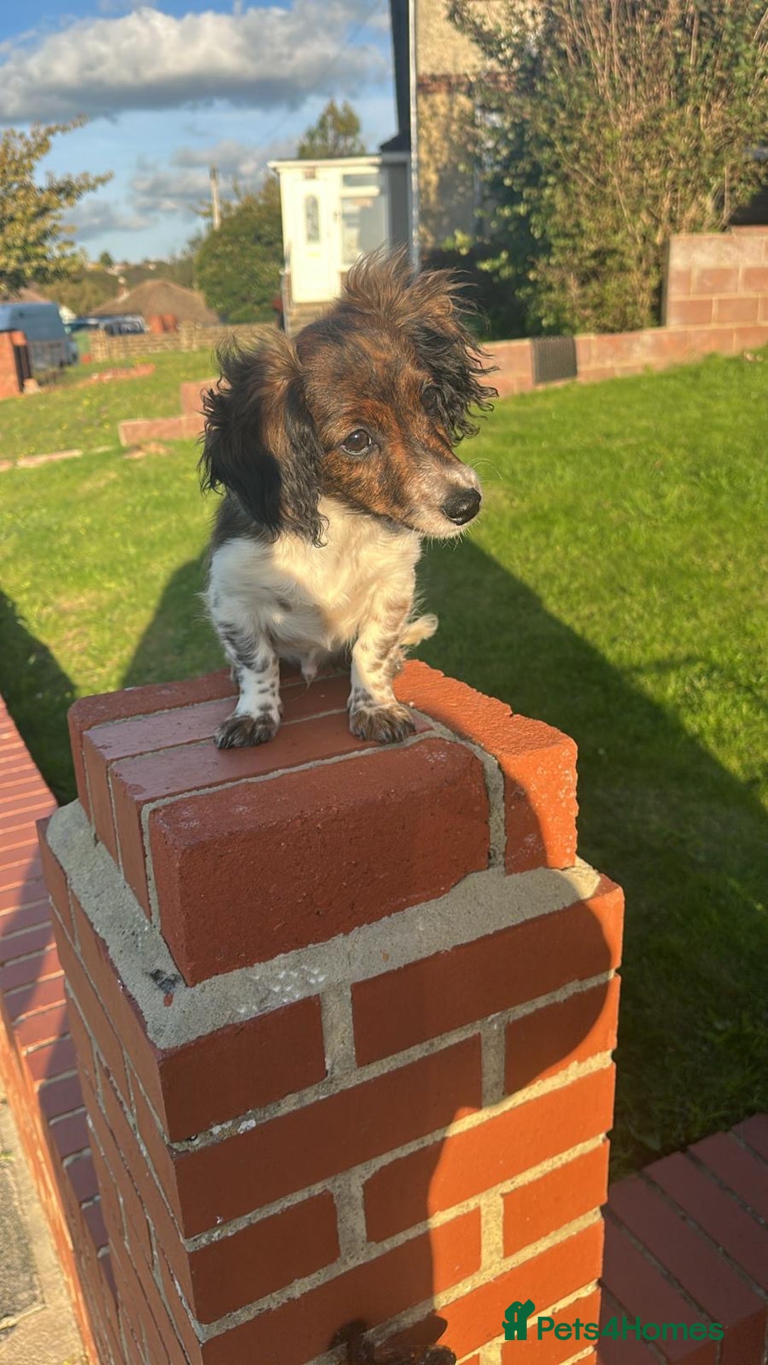Mixed Breed dogs for sale: Cockerjack  - Image 2