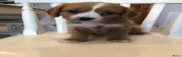 Cavapoo dogs for sale: Adorable Cavapoo Puppies  - Advert 17