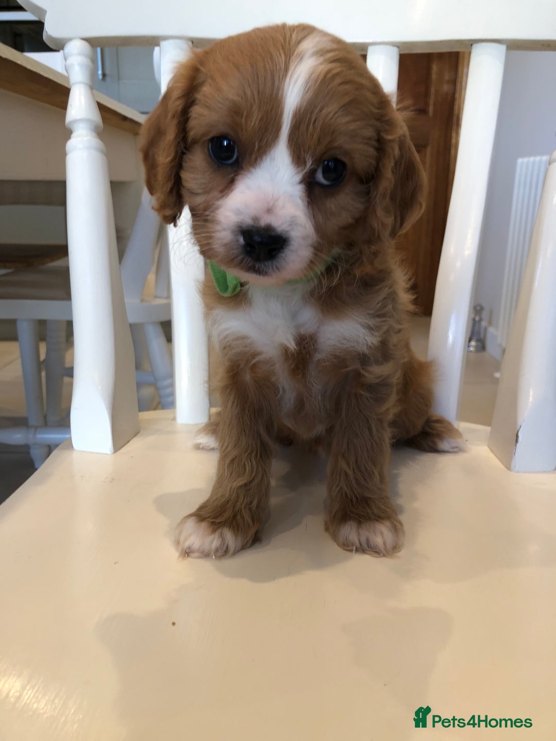 Cavapoo dogs for sale: Adorable Cavapoo Puppies  - Advert 17