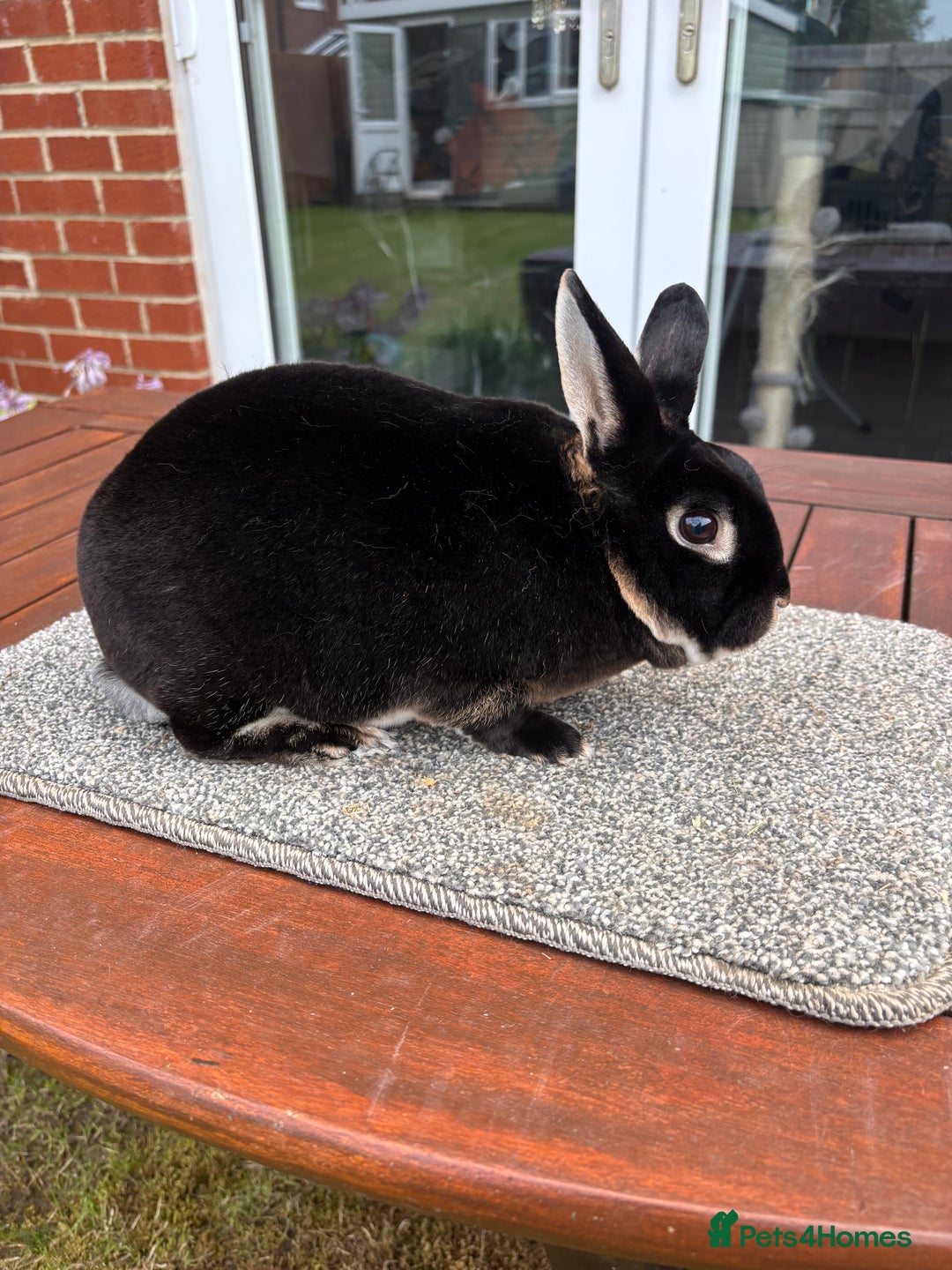 Rex rabbits for sale: Stunning Purebred Black Otter mini rex doe/buck - Image 1
