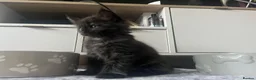 Maine Coon cats for sale: Maine Coon Kittens  - Advert 7