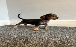 Mixed Breed dogs for sale: daxipoos puppies for sale - Image 5