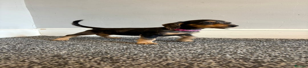 Mixed Breed Puppy 6