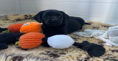 Labrador Retriever dogs KC Black Puppies,Extensively health tested parents - Advert 13