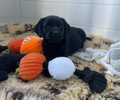 Labrador Retriever dogs KC Black Puppies,Extensively health tested parents - Advert 13