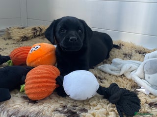 Labrador Retriever dogs - Advert 13