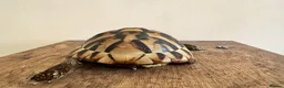 Hermann Tortoise reptiles for sale: Hermann in Fareham - Advert 4